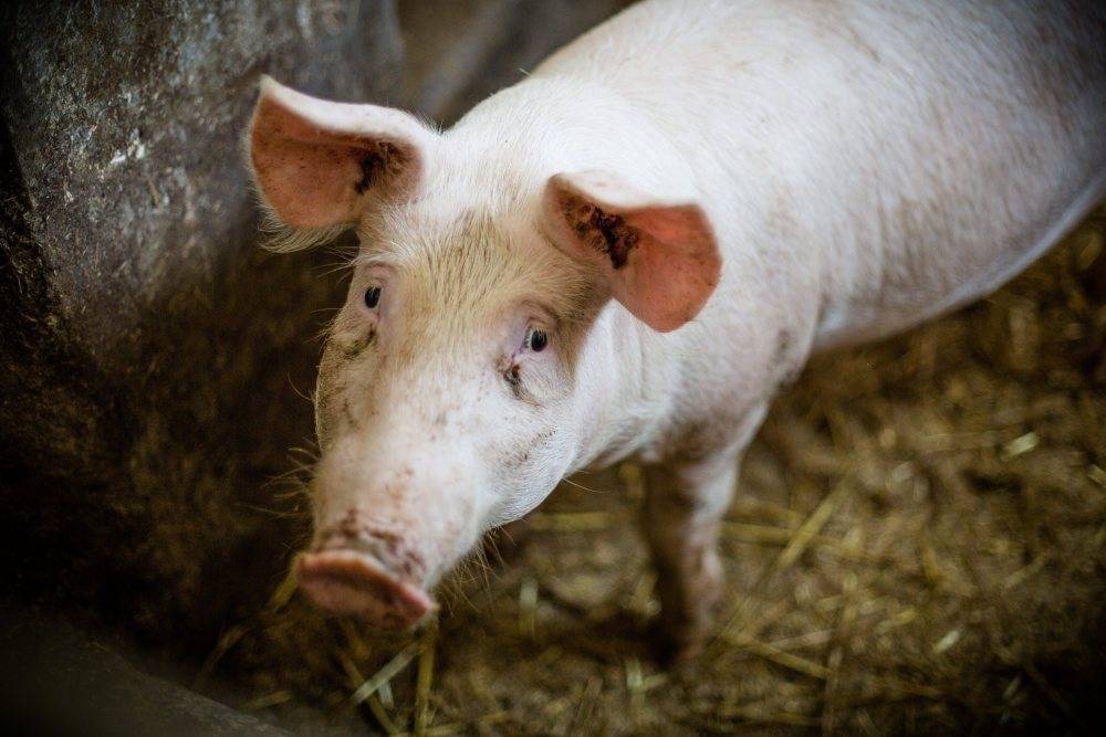 prawo, przepisy, GMO, pasze dla zwierząt, projekt noweli o paszach, żywność