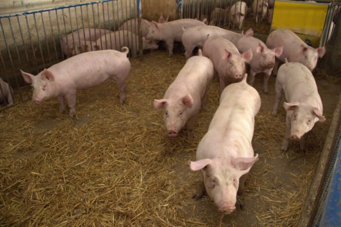 produkcja wieprzowiny w Rosji, opłacalność produkcja