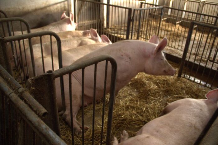 pasza gmo, rzepak, soja, źródła białka, śruta sojowa, śruta rzepakowa, rośliny wysokobiałkowe