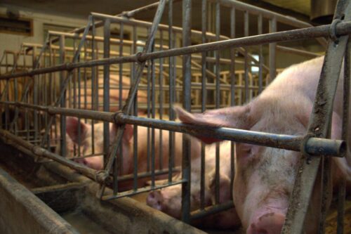 pandemia koronawirusa, kwarantanna w gospodarstwie, opieka nad zwierzętami, krir