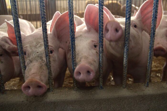 produkcja wieprzowiny w Rosji, opłacalność produkcja