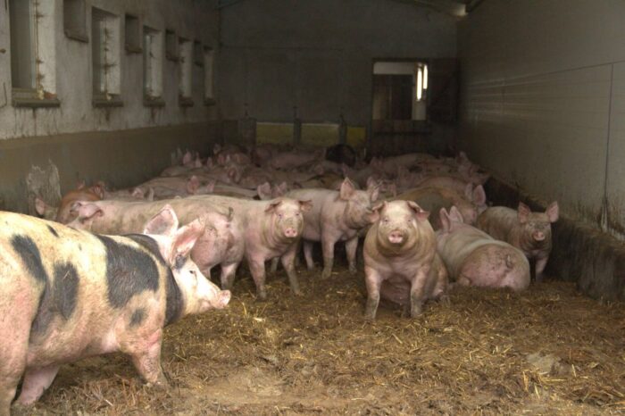 cena trzody chlewnej rośnie, Unia Europejska