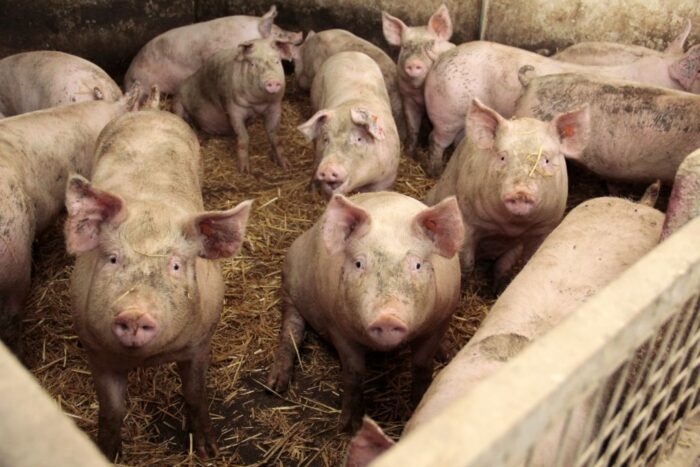 małe ubojnie zwierząt w gospodarstwach, jan krzysztof ardanowski, sprzedaż mięsa przez rolników