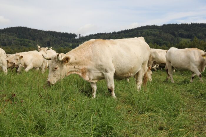ubój rytualny, bydło mięsne, zakaz uboju rytualnego, wołowina