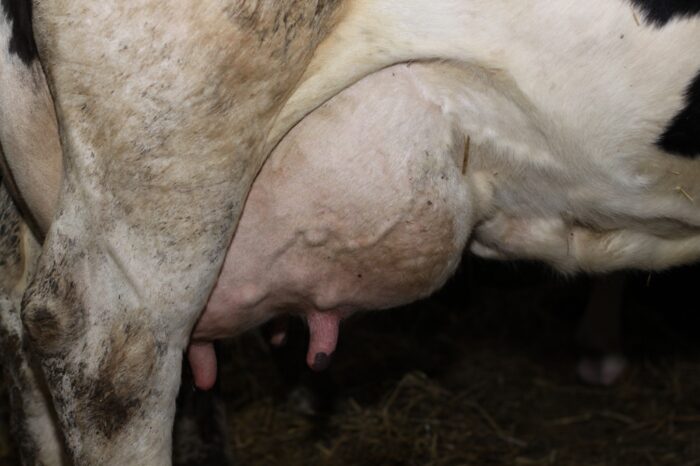 krowa wymię mastitis
