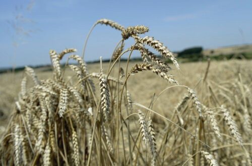 zboza_zbiory_prognozy_ierigz