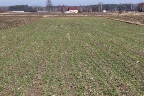 nawożenie, NIK, raport, gleba, uprawa, badanie gleby