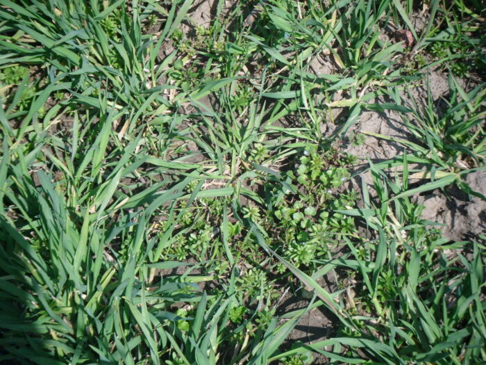 pszenica ozima, chwasty, zachwaszczenie, plantacja pszenicy