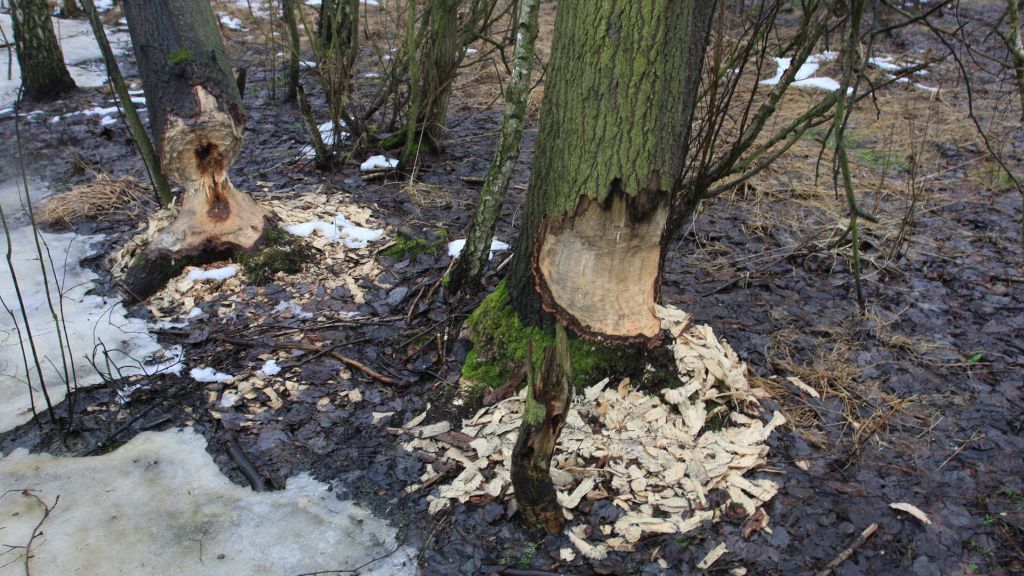 bóbr, działalność bobrów, warma i mazury, powiat szczycieński