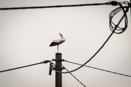 bociany, Sebastian Menderski, Polskie Towarzystwo Ochrony Ptaków