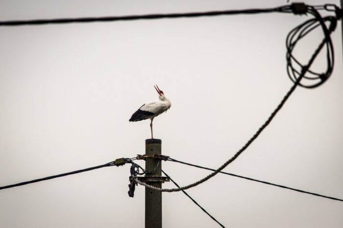 bociany, Sebastian Menderski, Polskie Towarzystwo Ochrony Ptaków