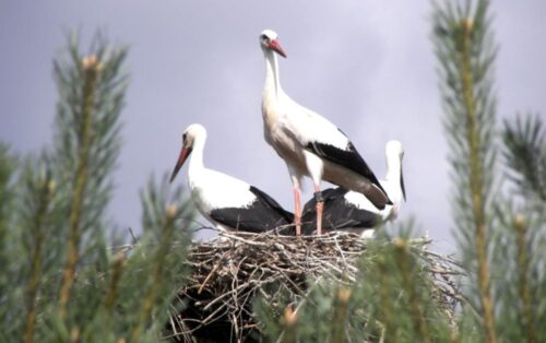 bociany, gniazda, ptaki, rolnictwo, wieś, Energa, linie energetyczne