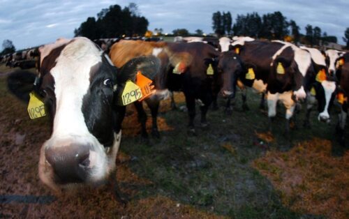 choroba szalonych krów, bse, gąbczasta encefalopatia bydła