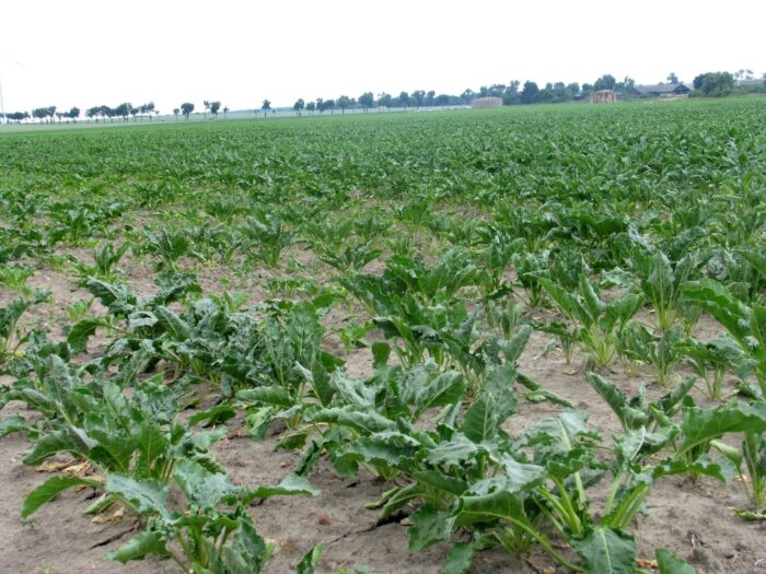 podatek cukrowy, Związek Plantatorów Buraka Cukrowego, Józef Pawela