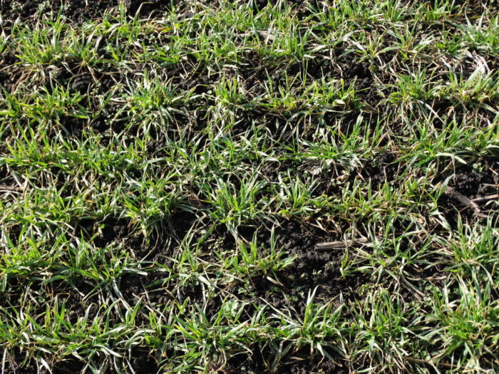 doglebowe odchwaszczanie zbóż ozimych, przedwschodowe odchwaszczanie zbóż ozimych, herbicydy do odchwaszczania zbóż