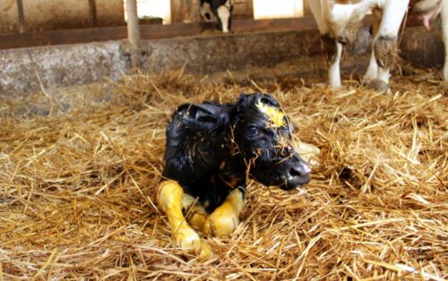 siara, odporność cieląt, siaromierz, refraktometr