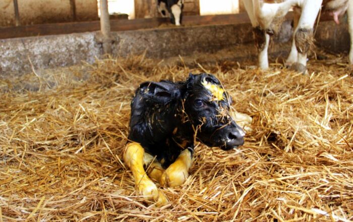 siara, odporność cieląt, siaromierz, refraktometr