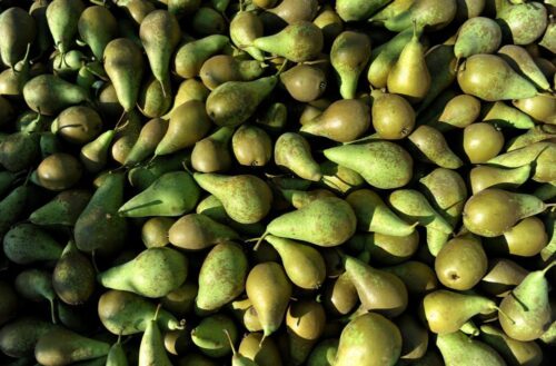 owoce, gruszki, sprzedaż owoców, eksport owoców, warzywa