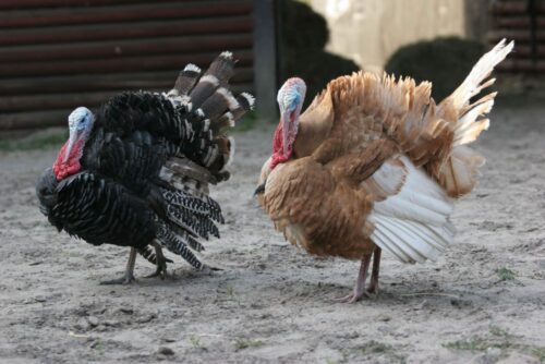 żywność ekoligiczna, żywność tradycyjna, stany zjednoczone