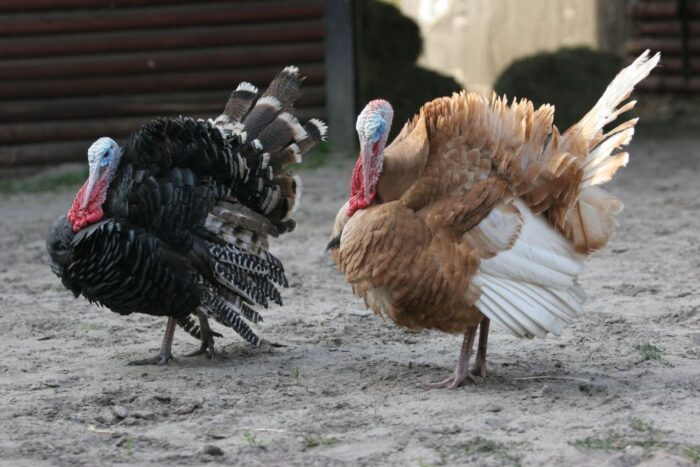 żywność ekoligiczna, żywność tradycyjna, stany zjednoczone