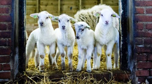 jagnięcina, jagnięcina z podhala, Jan Janczy, Regionalny Związek Hodowców Owiec i Kóz w Nowym Targu