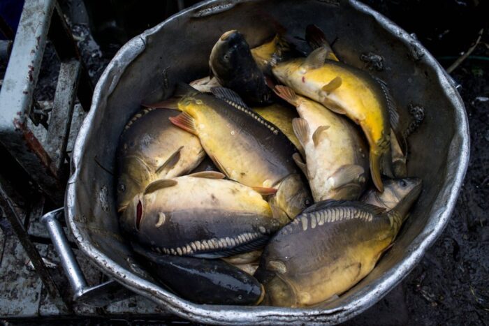 hodowla karpia, Stawy Milickie, dolny Śląsk