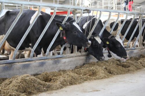 wytwórnia pasz, pasze, Polskie Zakłady Zbożowe w Wałczu, piła