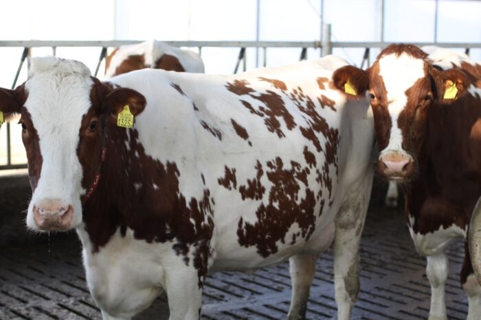 krowy_mleczne