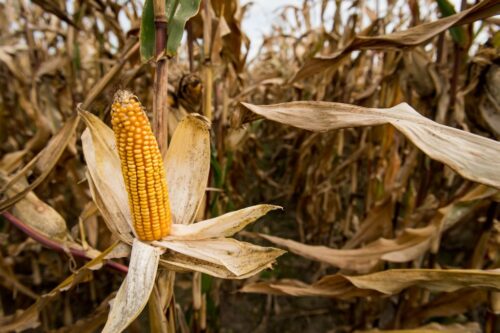 produkcja kukurydzy na świecie, Departament Rolnictwa Stanów Zjednoczonych, zbiory kukurydzy