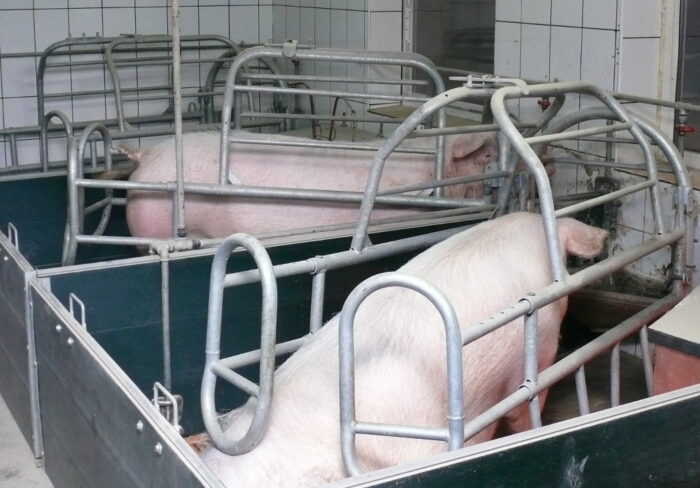 lochy, trzoda chlewna, poród, hodowla, świnie, porady