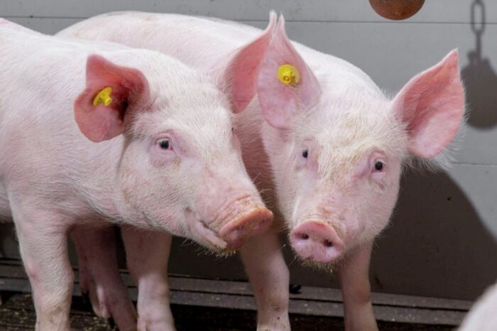 trzoda, świnie, żywienie