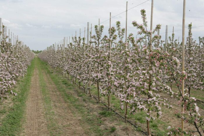 sady, ochrona herbicydowa, chwasty, raptor