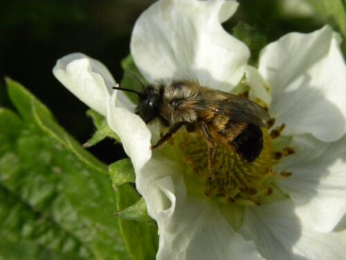 murarka ogrodowa, owady zapylające, pszczoły