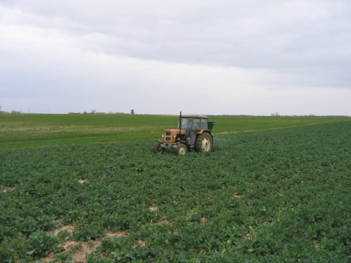 rzepak ozimy, kondycja roślin, azot, nawożenie azotem, druga dawka azotu