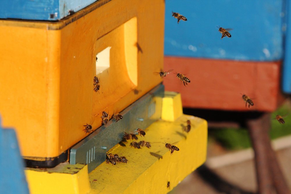 pszczelarstwo, Tadeusz Dylon, Wojewódzki Związek Pszczelarzy w Rzeszowie.