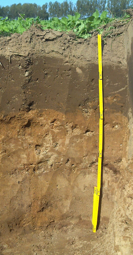 uziarnienie gleby, skład granulometryczny, typy gleb, glina, piasek, pył, ił, klasy bonitacyjne , ił,