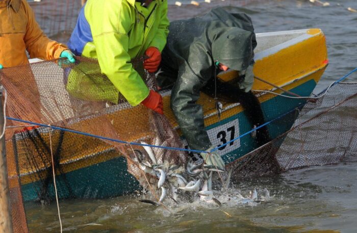 Połowy śledzi na Zalewie Wiślanym, zalew wiślany, połowy śledzi