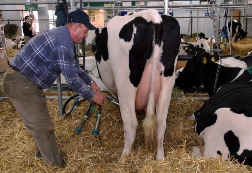 producenci mleka, umorzenie kar za nadprodukcję, jacek bogucki
