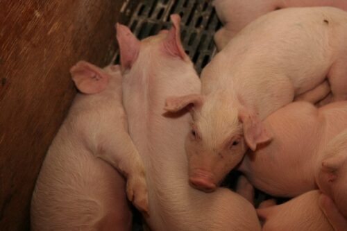 trzoda chlewna, odbudowa stada, modernizacja gospodarstw rolnych