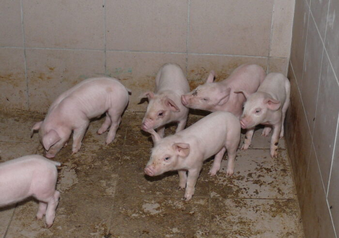 rośnie produkcja prosiąt, plenność loch