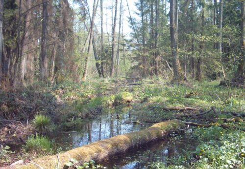 Puszcza Białowieska, ekolodzy, Jan Szyszko, Ministerstwo Środowiska, ochrona