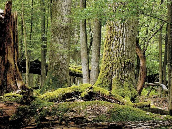 Puszcza Białowieska, drewno, Jan Szyszko, ministerstwo środowiska, wycinka, WWF Polska