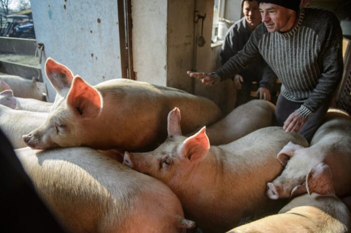 rejestracja świń, asf, strefa ochronna asf