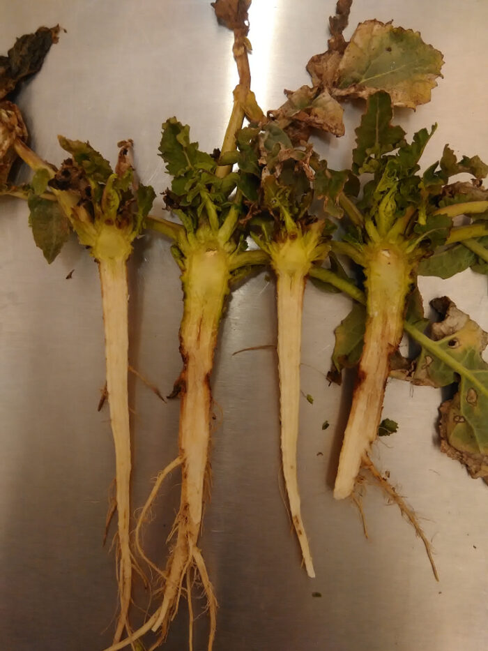 rzepak ozimy, wymarznięcia, mróz, przesiewy, odmiany rzepaku, odmiana Marten, odmiana Monolit, Ruszkowo, Szczutowo