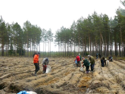 Lasy Państwowe, Regionalna Dyrekcja Lasów Państwowych w Olsztynie