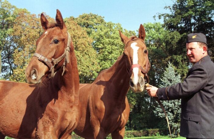 rejestracja koniowatych, dokumenty identyfikacyjne dla koniowatych, ministerstwo rolnictwa