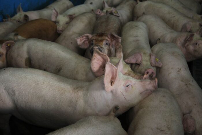 rynek trzody chlewnej, ceny trzody chlewnej, sejmowa komisja rolnictwa