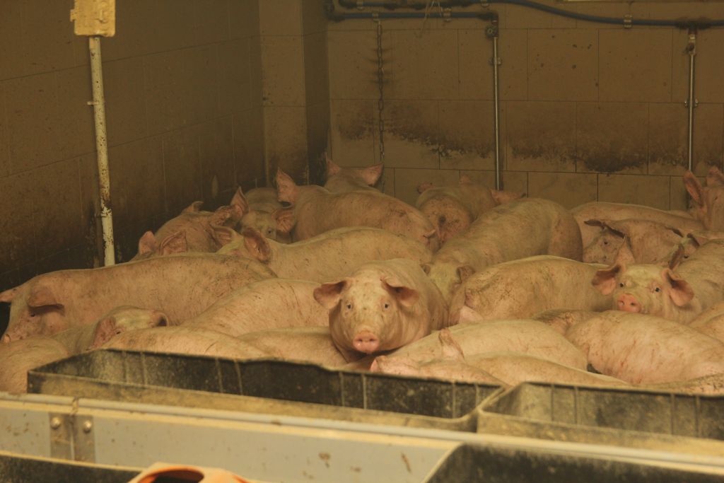 rynek mięsa, ceny mięsa, drób, wołowina, wieprzowina