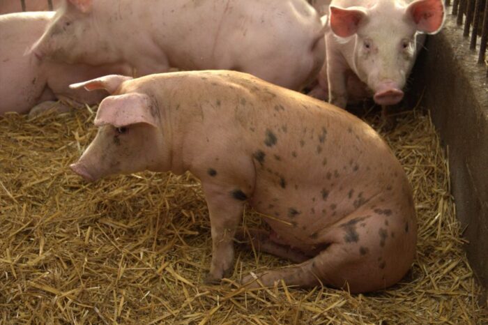 rynek trzody chlewnej