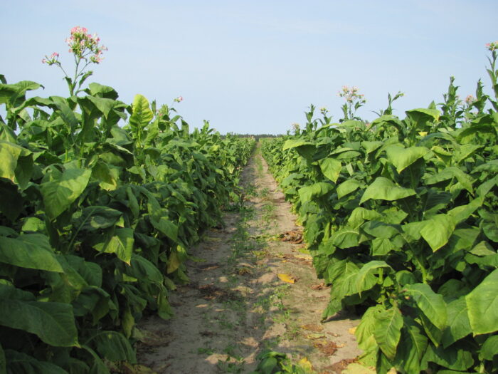 Arysta LifeScience, choroby, białko, grzyby, Alternaria tenuissima, Atailing, warzywa, tytoń